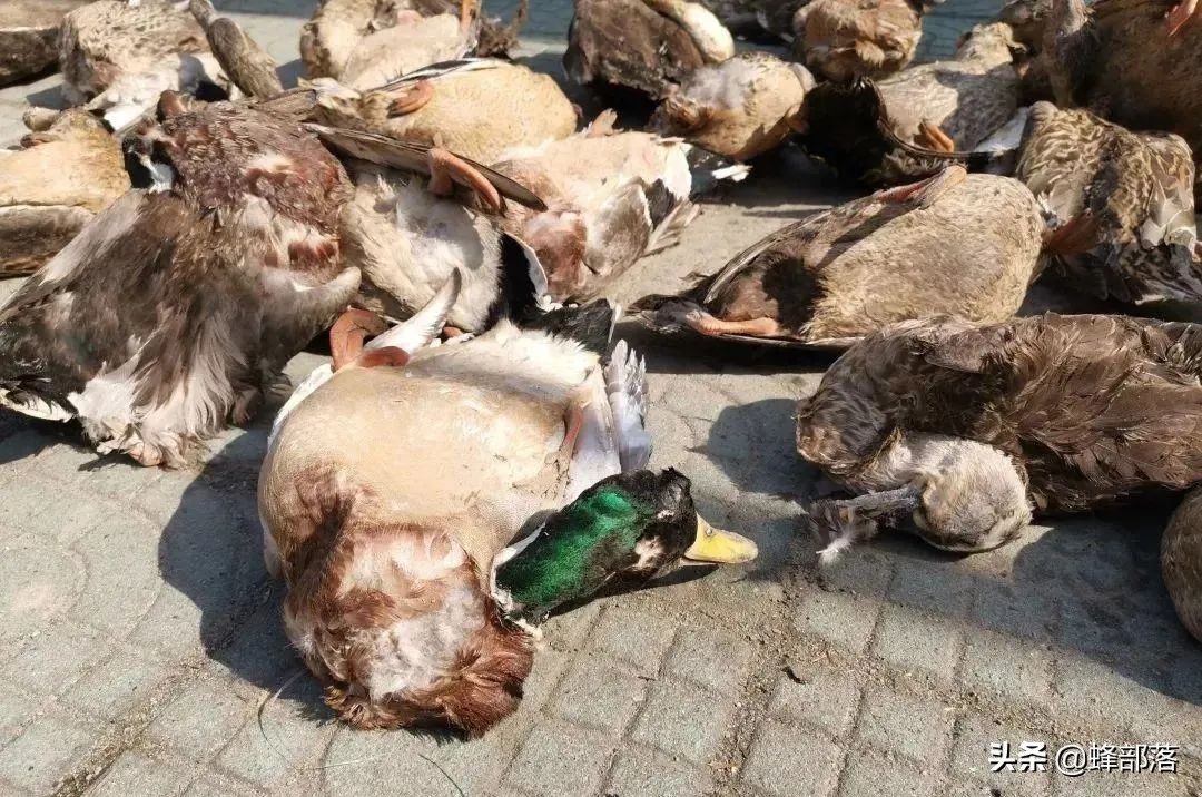 野鸡泛滥成灾的原因有哪些,野鸡为什么很少见