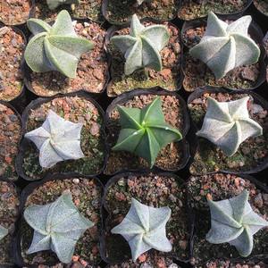 101仙人球,101个仙人球品种