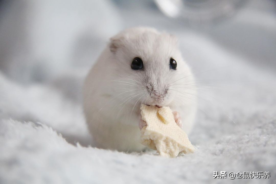 仓鼠并非邋遢宠物，为获得饲主宠幸，洗脸理毛鼠鼠每天都会做