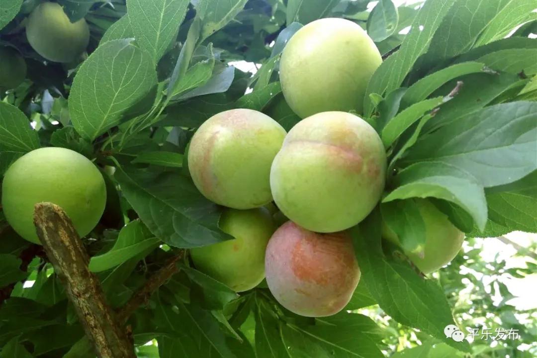 骞充箰澶ч噷鏉戝濂充富浠诲崲鐕曡姵,妗傛灄甯傚崲鐕曡姵