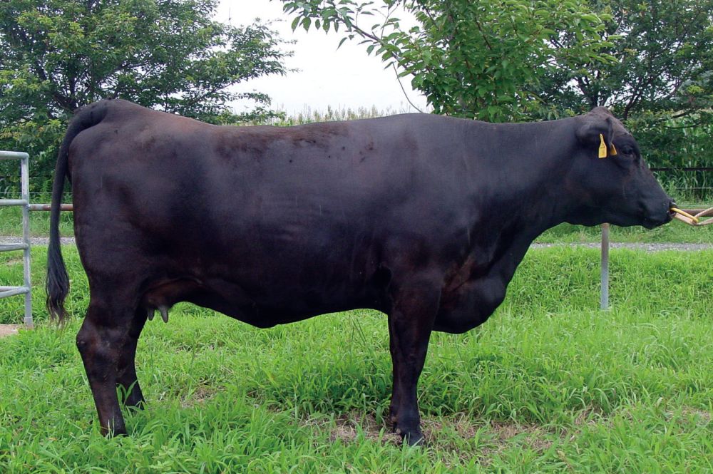 日本的牛肉为什么叫和牛,正宗日本和牛是什么样子的