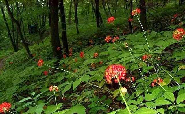 野生人参为什么那么珍贵,同样规格的人参为什么价格不一样