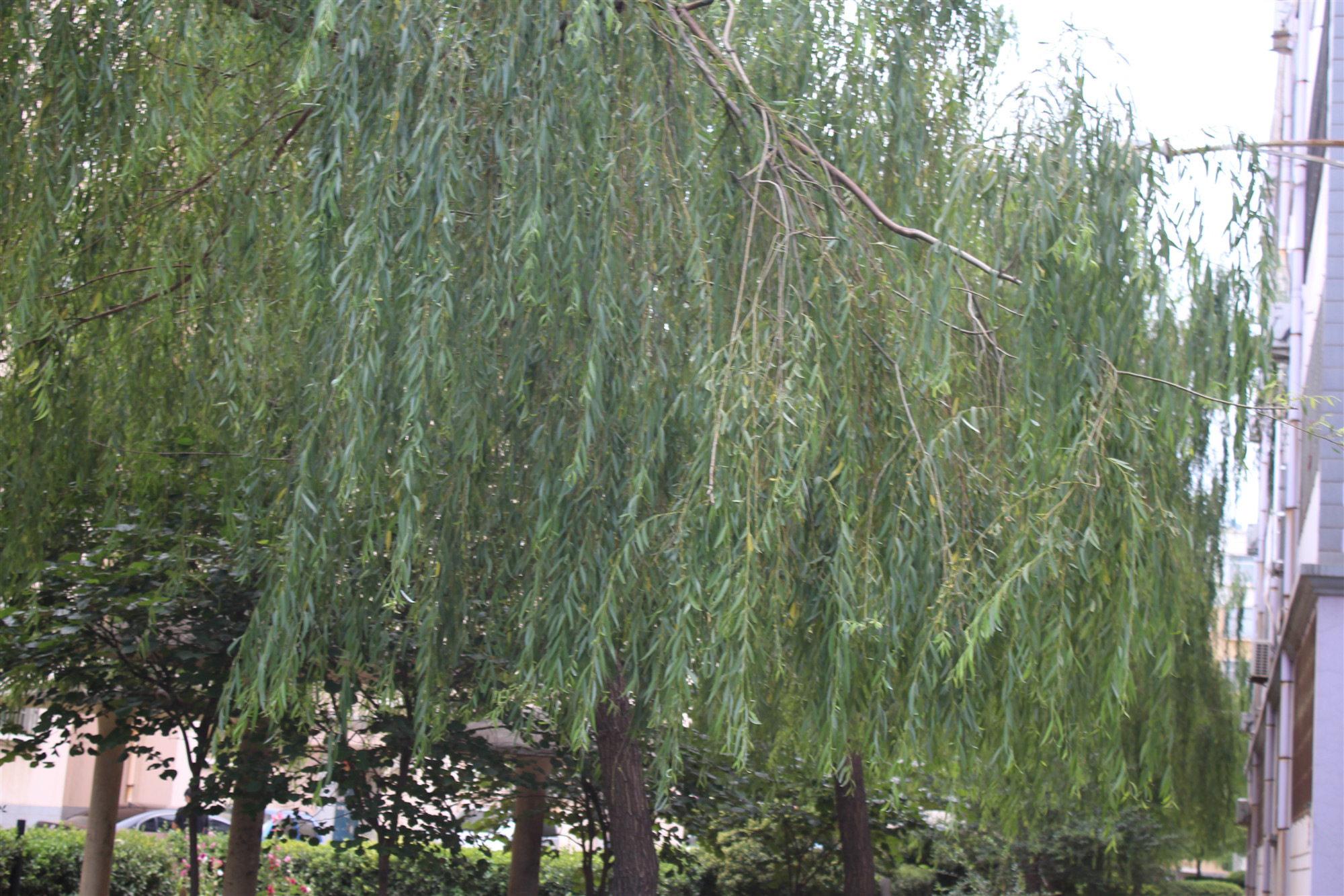 柳树的中药作用与功效,中药柳树图片大全