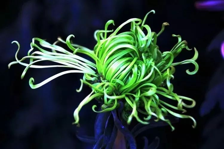 花中四君子菊花,花中四君子菊花的简介