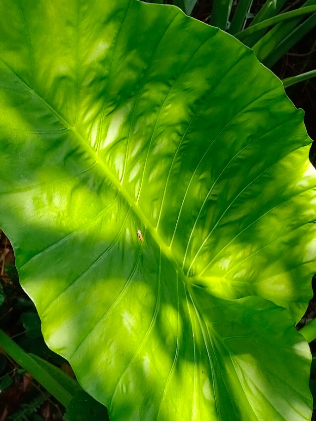 我的第一块智能手表,我的第一块运动手表