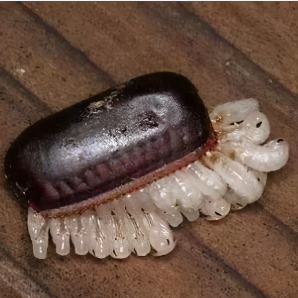 灭蟑螂的方法可以消灭蚂蚁吗,灭蟑螂神器能否彻底消灭