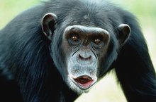 人类历史发展史,人类飞行历史