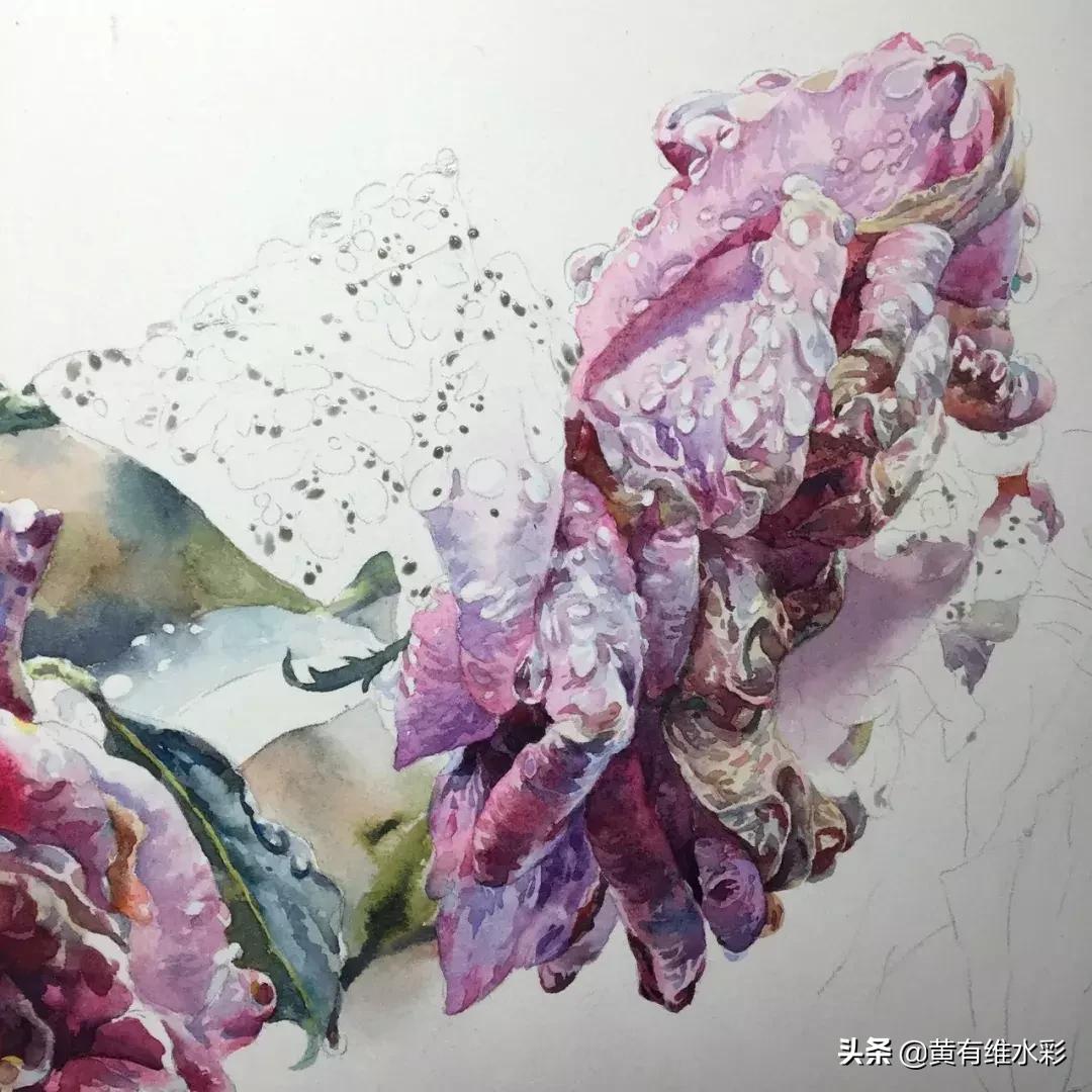 小清新水彩画玫瑰花,水彩画雨中玫瑰