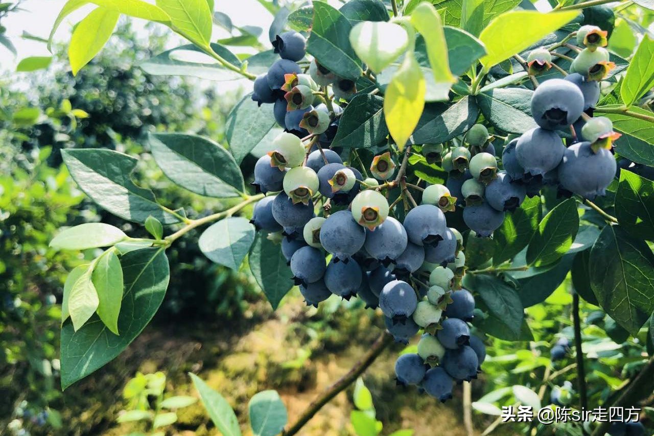 重庆夏天最好的避暑胜地有哪些,重庆周边可以钓鱼避暑的农家乐