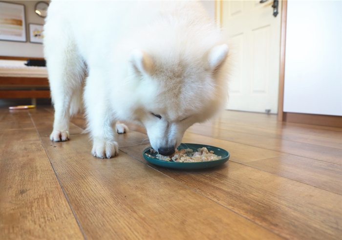 水泡的狗粮营养会不会流失,狗粮每次都需要水泡吗
