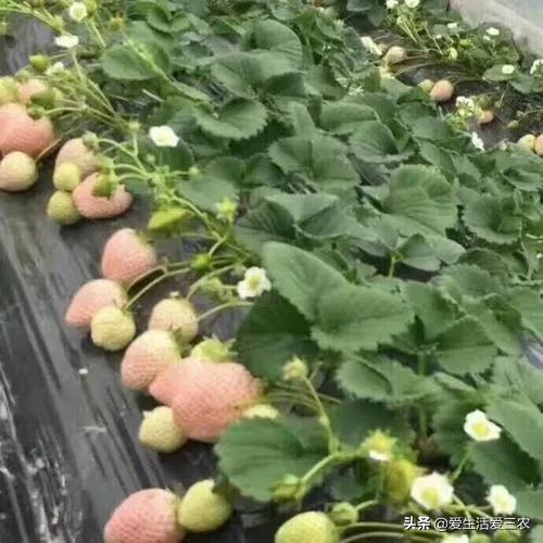 农村集市暴利的小生意,县城农村暴利小生意有哪些