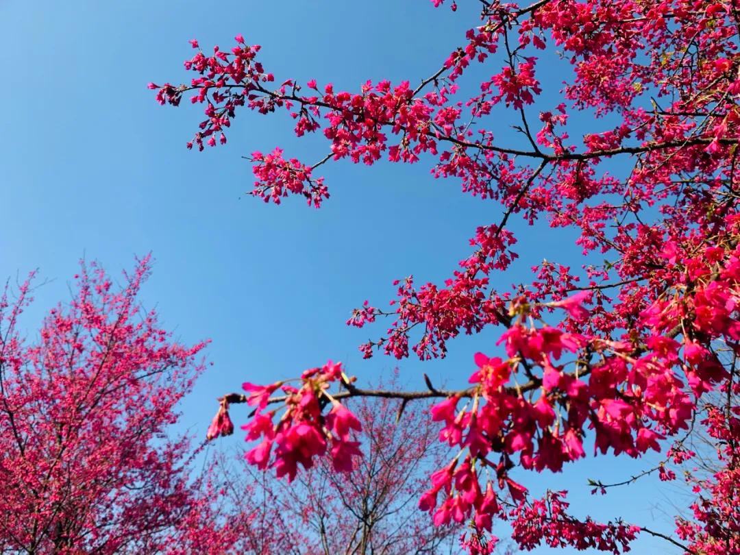好嗨“游”（11）|这一片早樱还不去赏，错过又得等一年