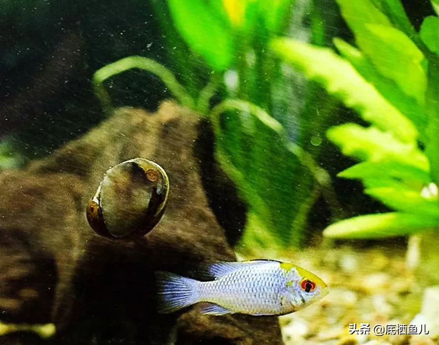 树脂假山种什么植物好,树脂做大型假山