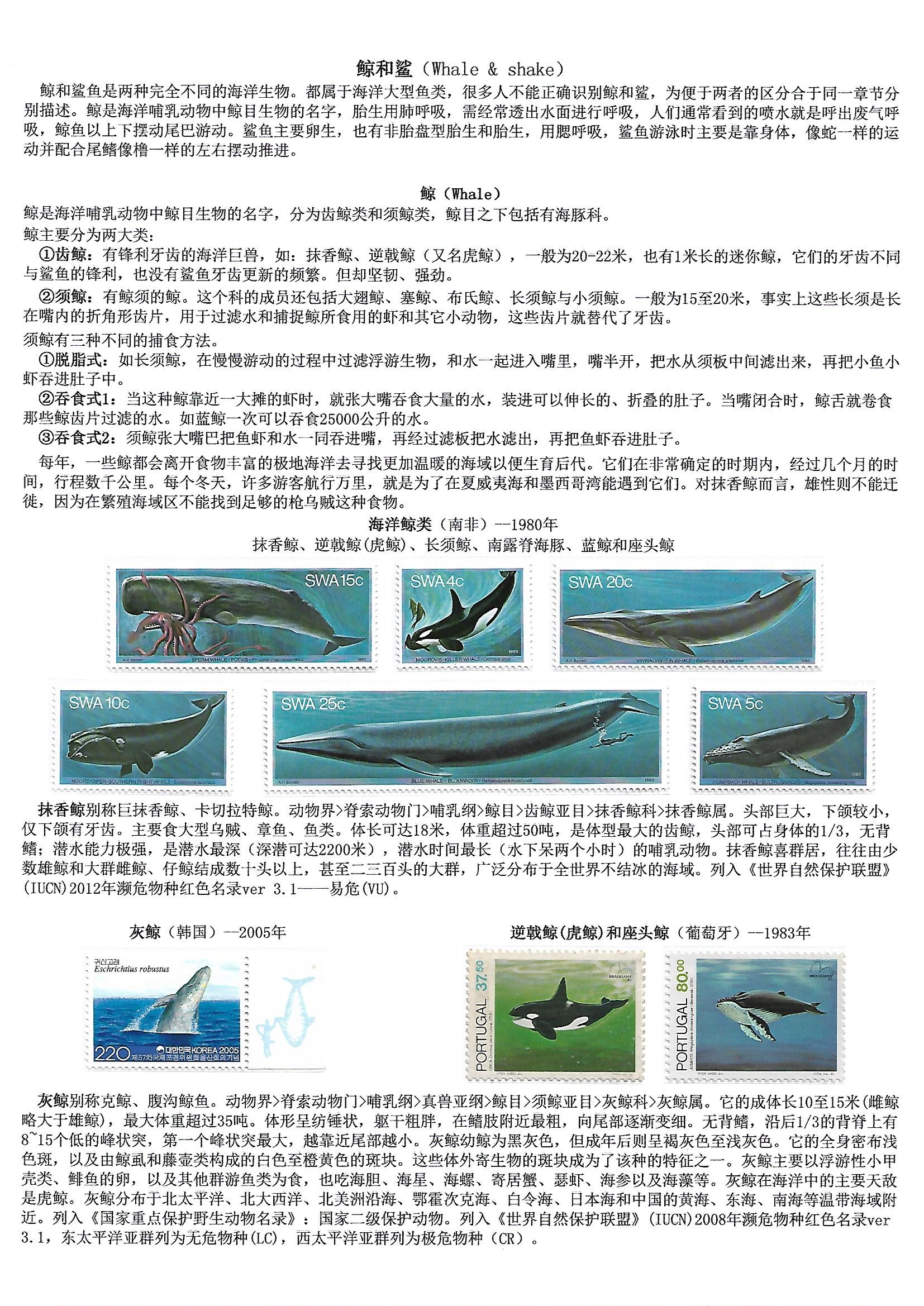 鲸和鲨（WhaleShake）