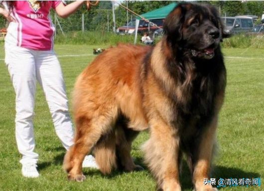 最大的狗与最大的狼,世界体型最大的狗十大排名