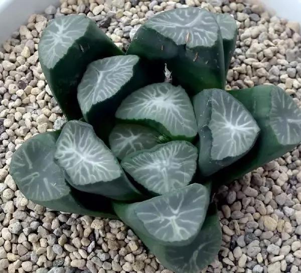 天价名贵药材,最贵的植物排行榜前十名