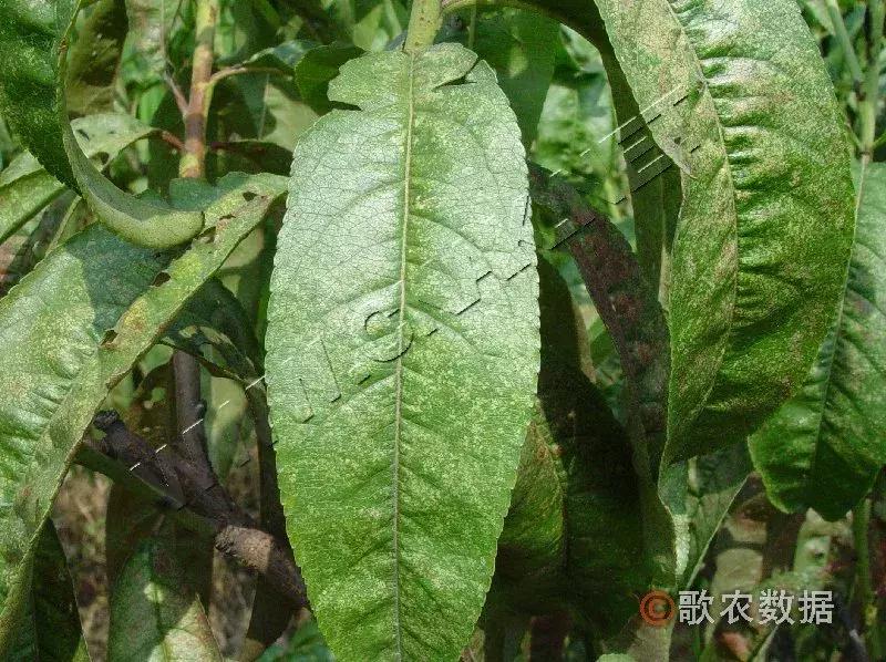 樱桃的常见病虫害及防治方法,樱桃常见虫害防治方案