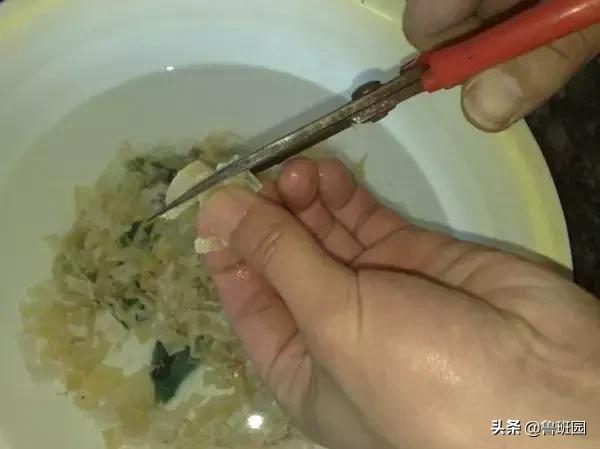 鱼鳔胶和猪皮胶哪个好,怎么区别鱼鳔胶的真假
