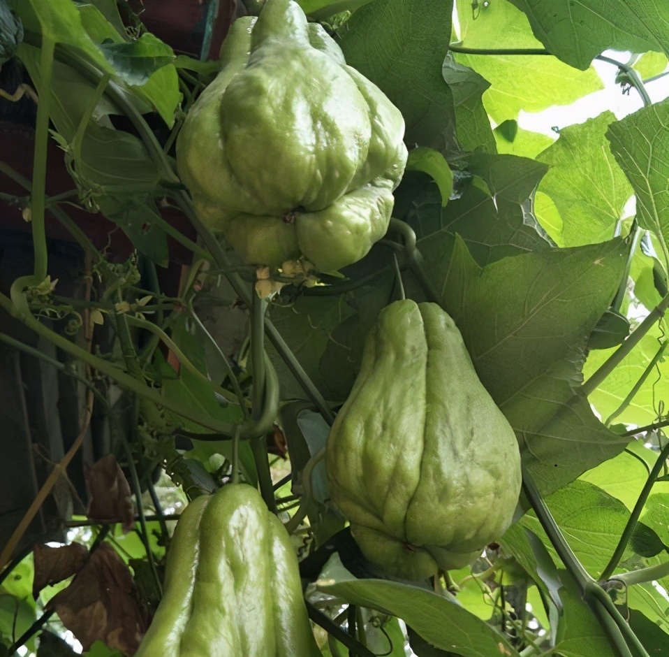 你不知道的佛手瓜,清炒佛手瓜的最佳吃法和做法大全