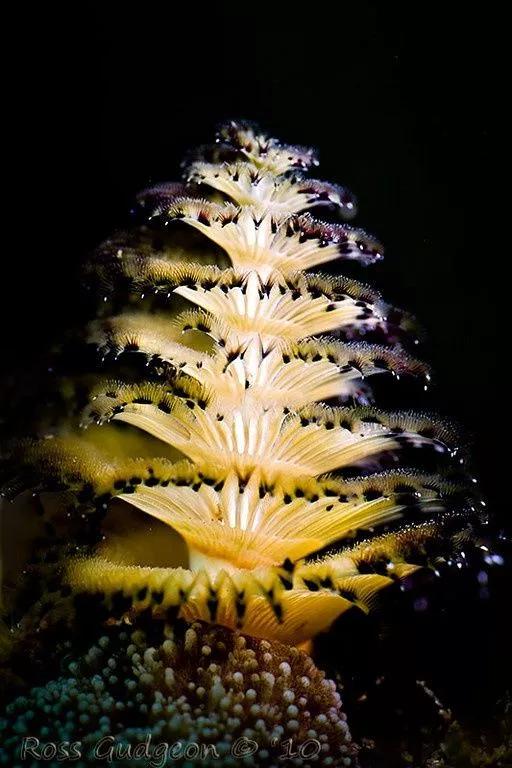 神秘的顶级海底照片难得一见,罕见海底美人照片