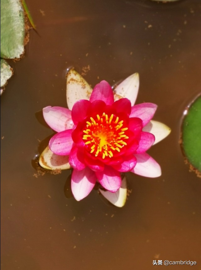 学霸笔记英语初中语法,初中英语单词用法笔记整顿