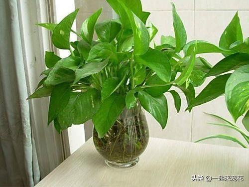 绿萝水培总是黄叶？只要3招，立马就绿回来