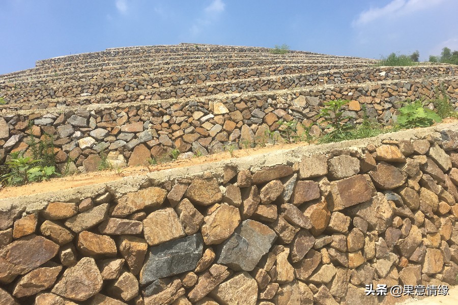 水果食用基础知识,水果数据库基础知识