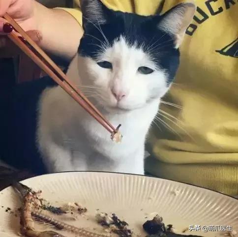 你的猫可能正在抑郁的深渊中挣扎,你家的猫会抑郁症吗