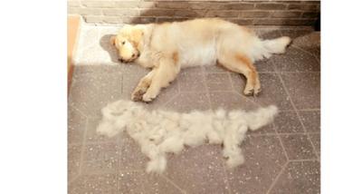 养小金毛的好处,养金毛犬的优缺点及注意事项视频