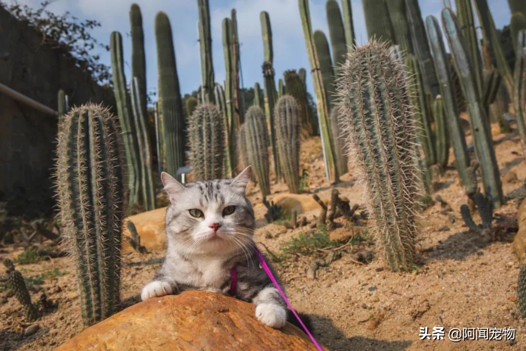 猫咪不洗澡也很干净,猫咪洗澡没冲干净有什么影响
