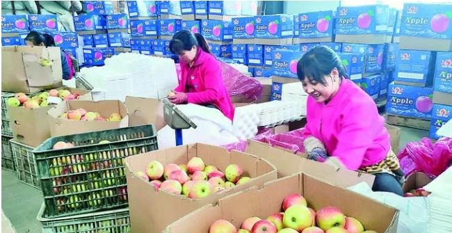 山西运城苹果很出名吗,山西运城临猗苹果出口美国