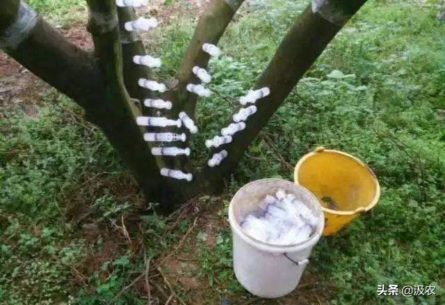 黄龙病对柑橘果园的危害,柑橘黄龙病根治方法