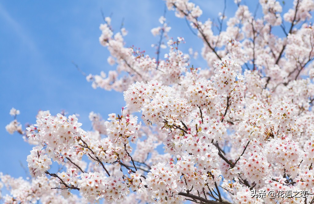 唯美的樱花花语,樱花落英缤纷拍摄技巧