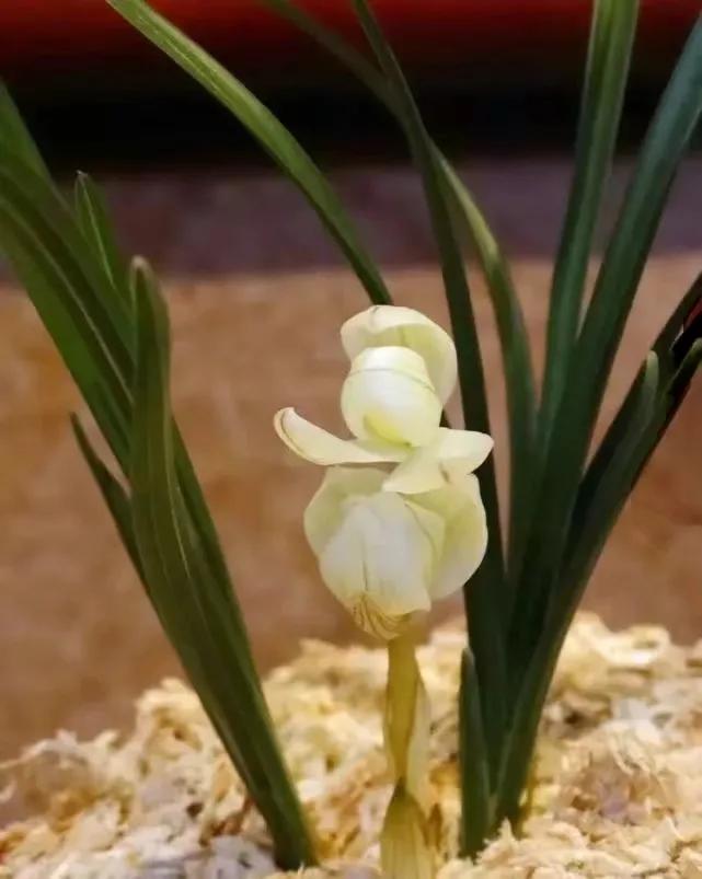 世界上最华丽最高贵的花,世界上最高贵最漂亮的60朵花