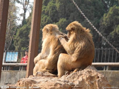 进化论为什么只有人进化可以说话,进化论是一个群体而不是单个生物