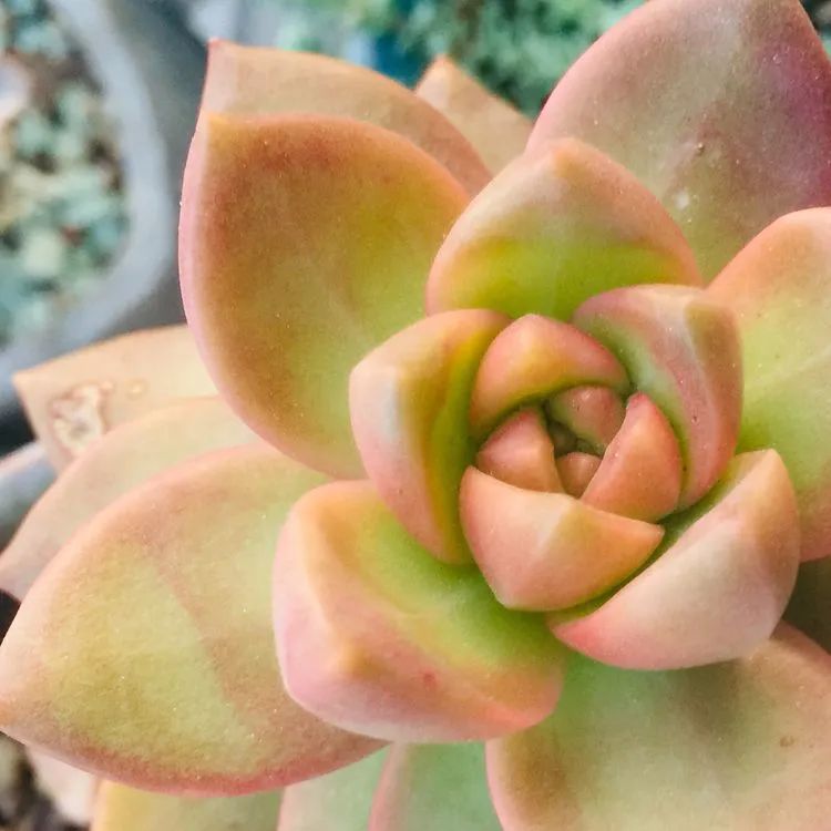 一见倾心二见,一见倾心二见倾城三见定终身