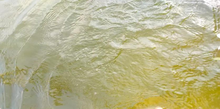 自从华东有人鲤鱼套虾挣了钱，“淡水鱼配虾”成当下热门探索模式