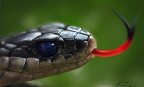 野外蛇视频真实动物世界,野外探险恐怖蛇