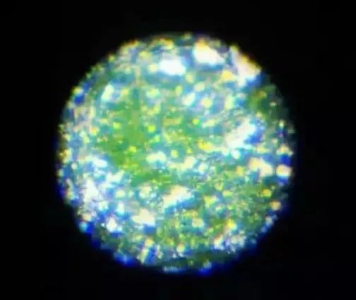 儿童显微镜下的微观世界,便携式儿童显微镜萌趣多