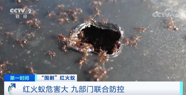 红火蚁一般生存在哪些地方呢,红火蚁可以在哪里生存