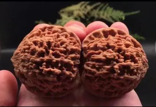 文玩核桃什么品种最好,全部文玩核桃大全