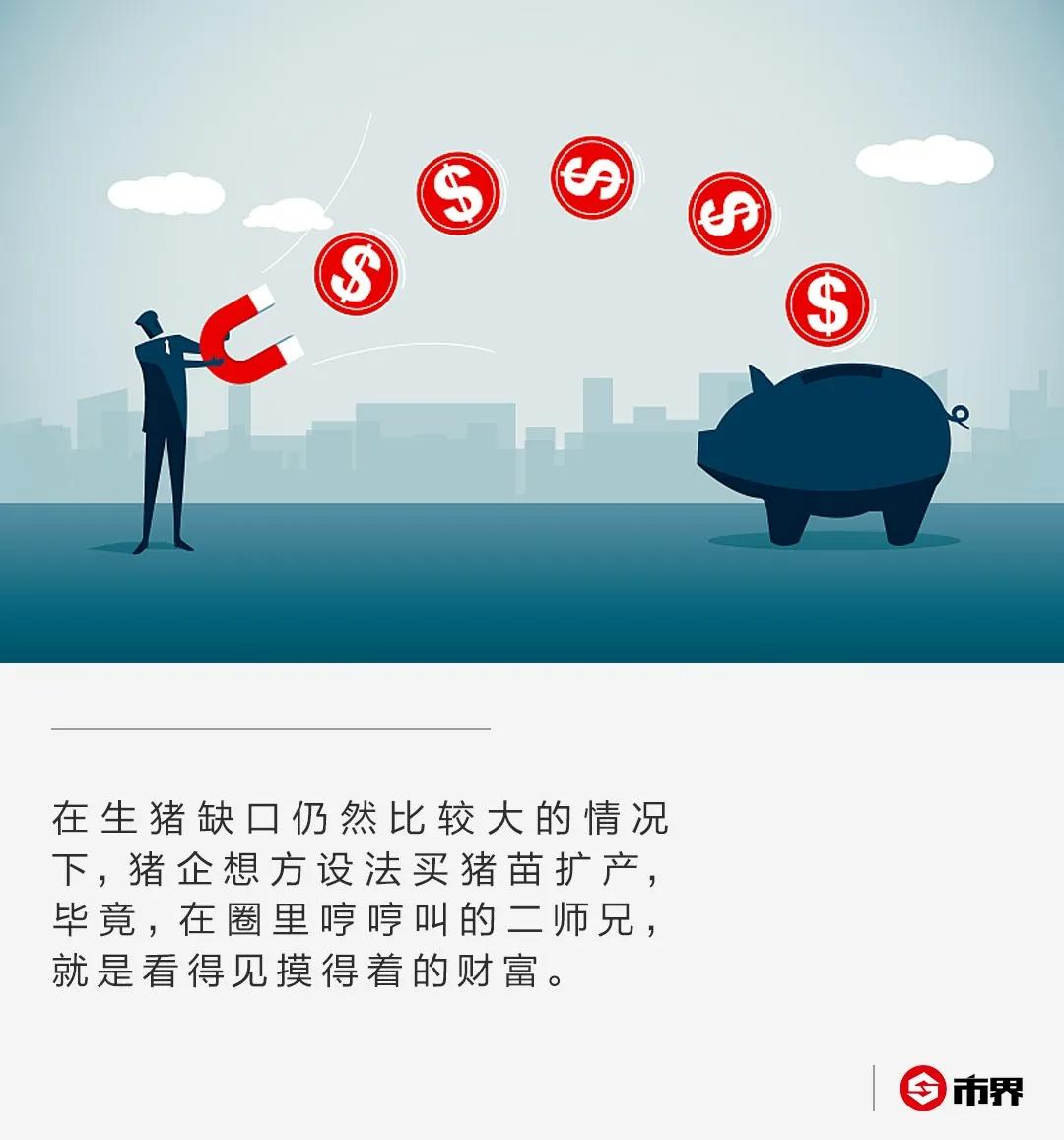 仔猪养殖2800元,一头仔猪800元