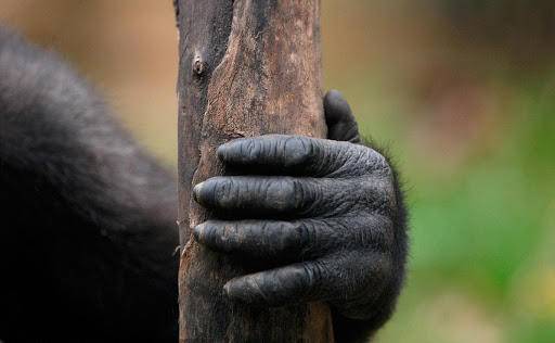 一个人的无名指长说明什么,无名指长是招财吗