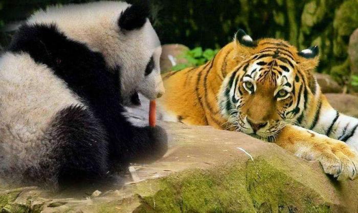 为什么狮子老虎不敢攻击大熊猫,老虎和狮子为何不吃大熊猫