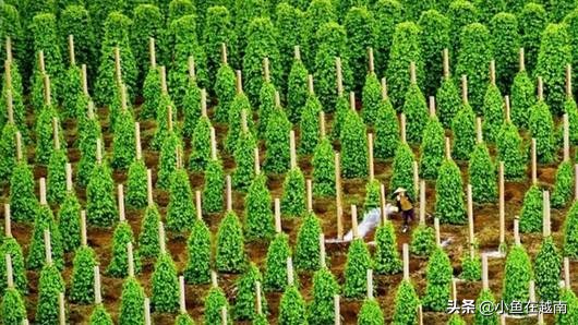 免签越南富国岛,越南富国岛免签