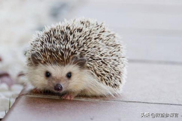 6种带毒野生动物,因为吃野生动物而染上的病菌