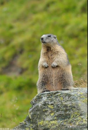 你有养宠物吗,有哪些鼠类的宠物可以养活