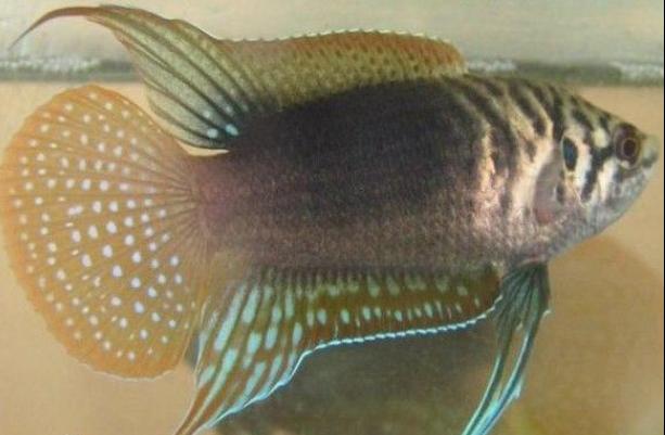 中国斗鱼圆尾和叉尾能杂交吗,圆尾斗鱼和叉尾斗鱼杂交是什么样