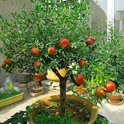 盆栽种植各种水果方法,哪几种水果种子可以自己盆栽