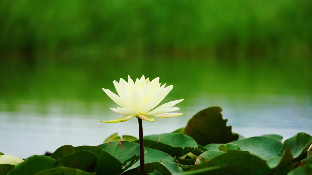 睡莲清心寡欲图片,睡莲夏日清欢